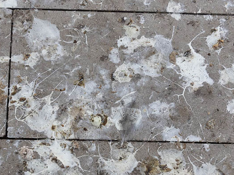 Environmental Cleaning Services in London - Bird Dropping Cleaning